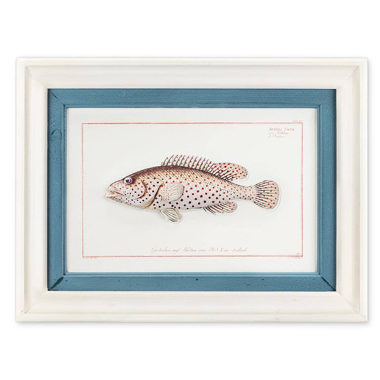 Framed illustration of a fish with a blue border on a white background