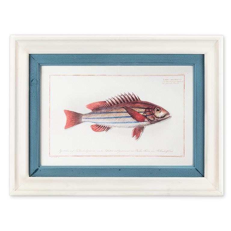 Framed illustration of a fish on a white background