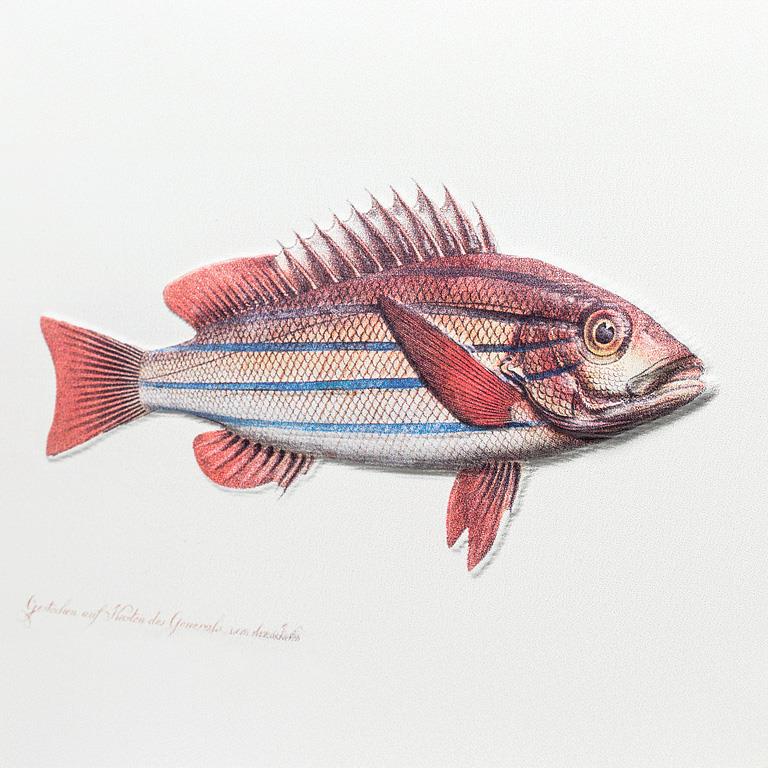 Illustration of a fish with red and blue stripes on a white background