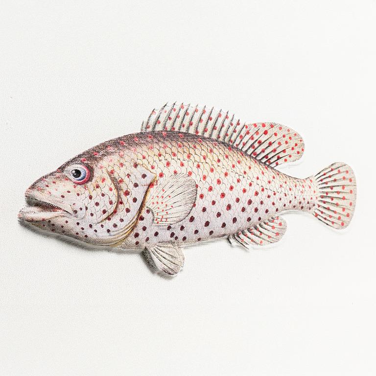 Illustration of a fish with red spots on a white background